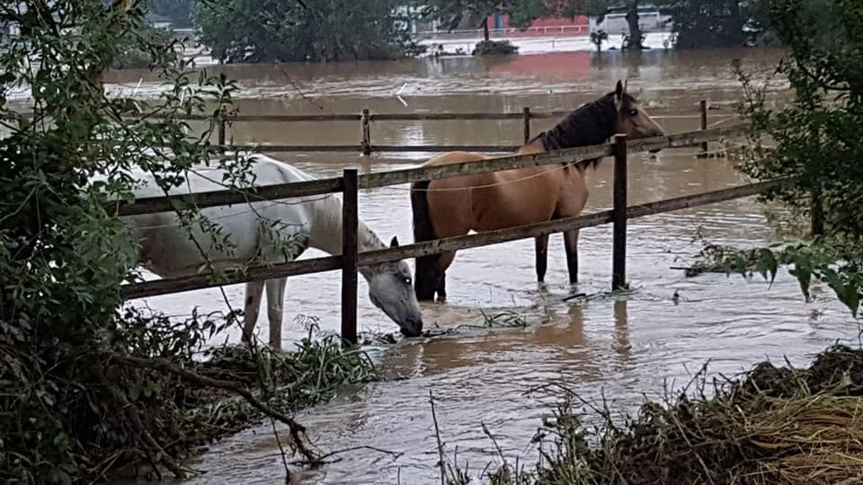 In Erftstadt-Bliesheim wurden insgesamt 10 Pferde bereits gerettet. Bei fünf weiteren sucht man noch nach den Besitzern. 