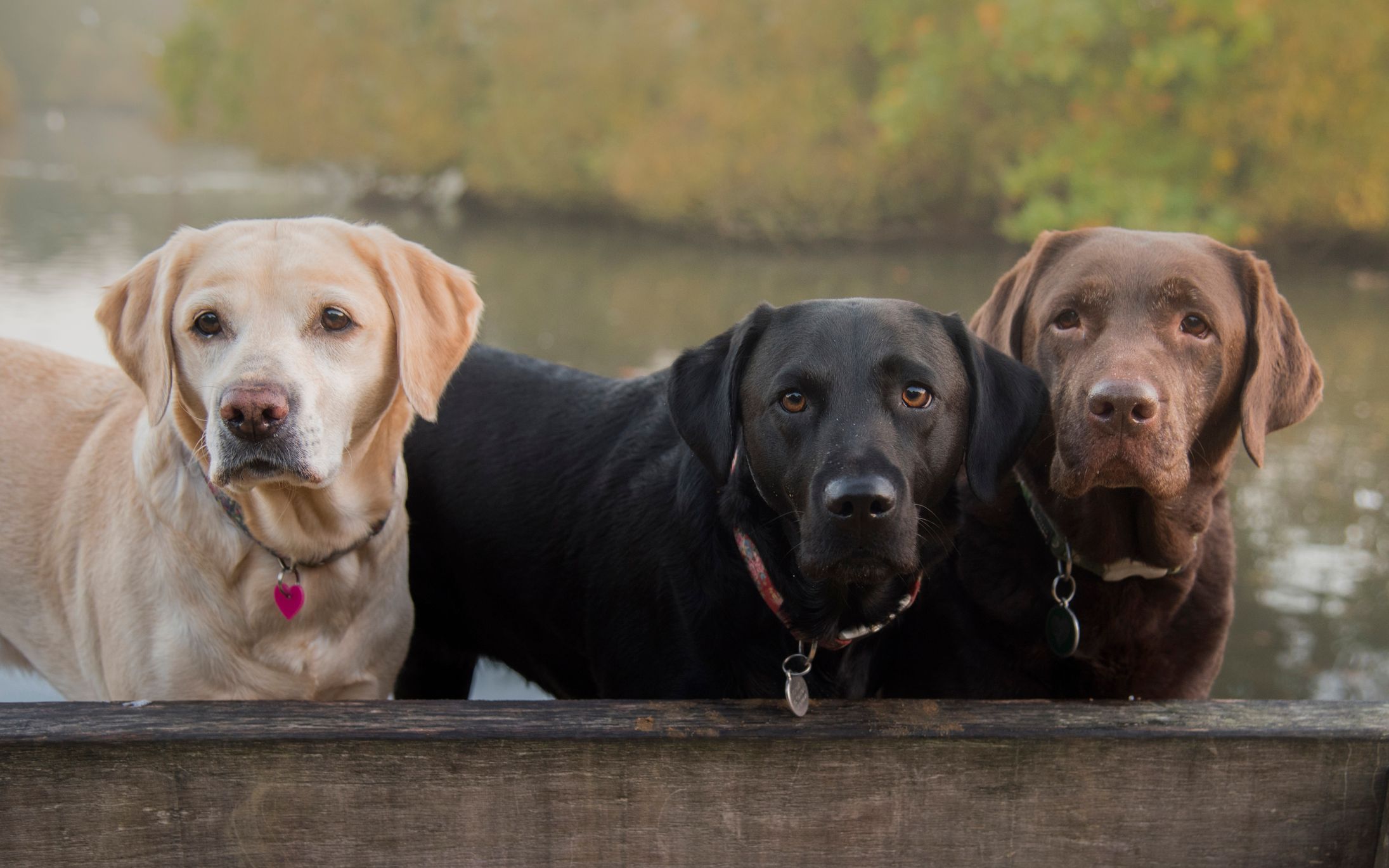 Eine Studie aus England soll nun herausgefunden haben, dass eine Farbe eine kürzere Lebenserwartung hat. 