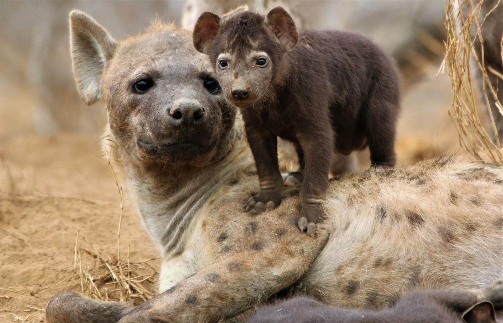 Kurz vor der Geburt zerreißt zwar der Kitzler, um die Geburt der Welpen zu erleichtern, aber die Sterbewahrscheinlichkeit bei den Erstgebärenden Hyänen liegt bei 18 Prozent.&nbsp;