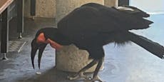 Riesenvögel büxen aus Gehege aus – dann tun sie DAS