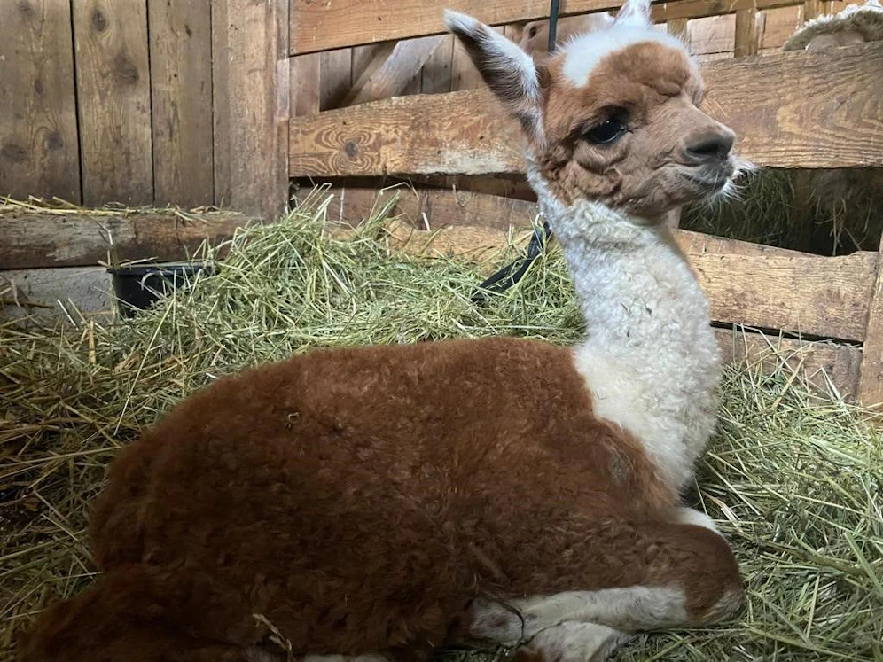 Das kleine Mädchen sucht einen Paten.