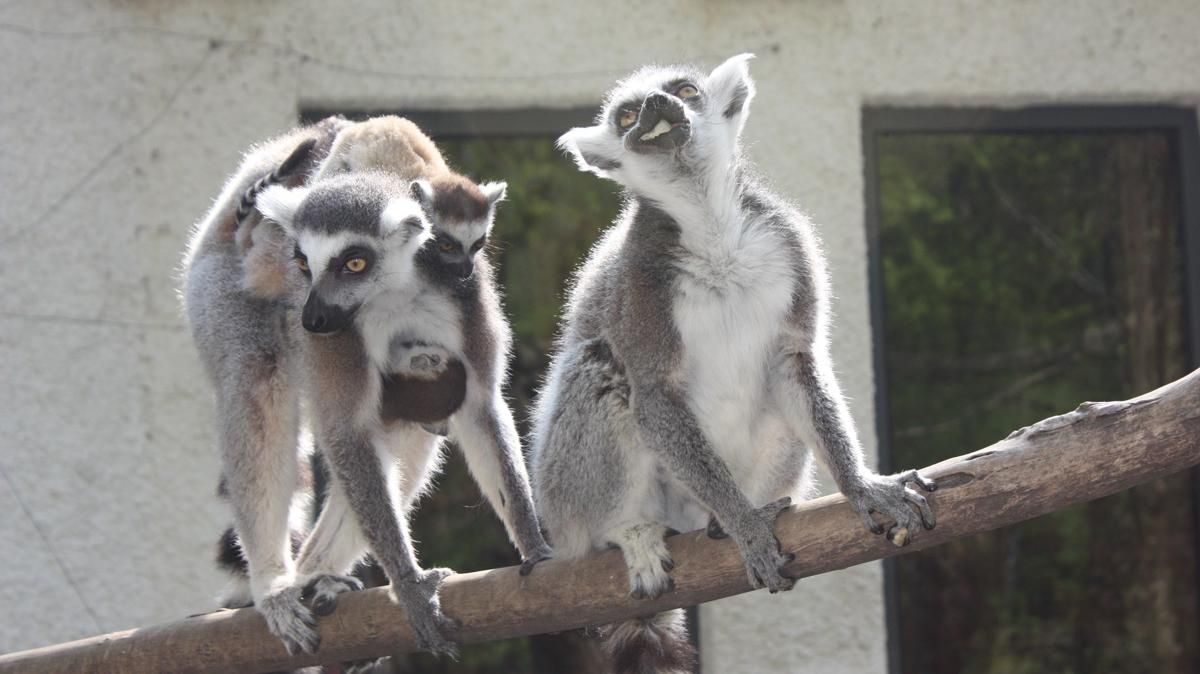 Im Welser Tierpark wurde ein Mädchen von einem Affen gebissen.