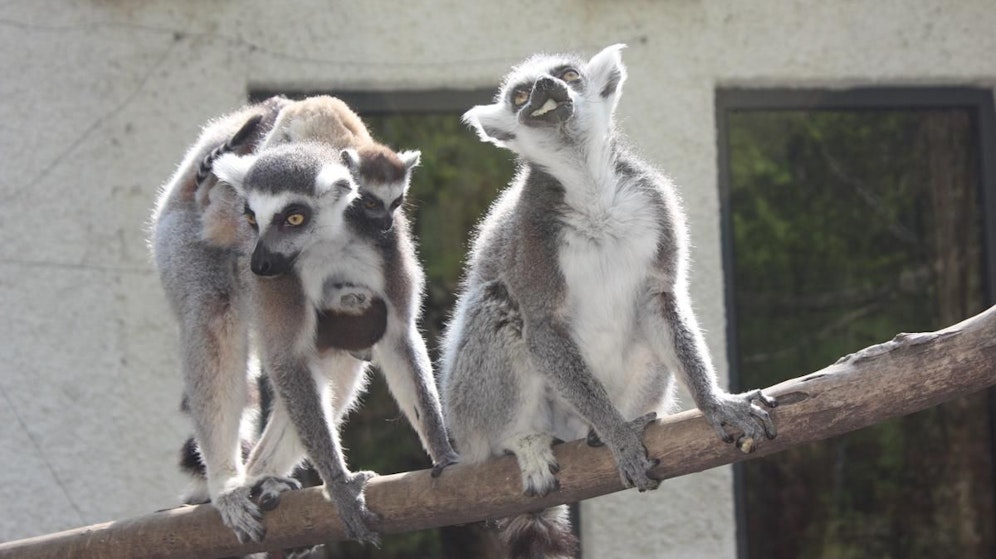Im Welser Tierpark wurde ein Mädchen von einem Affen gebissen.