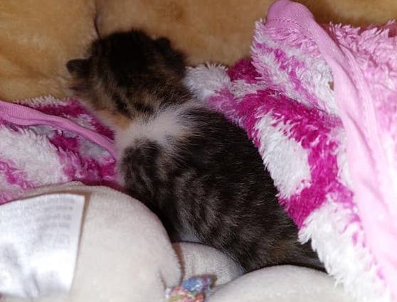 Das Katzenbaby kuschelt sich in die Decke.