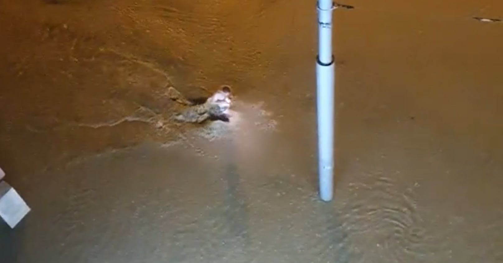 Dieser Wiener nutzte die überschwemmte Straße als Freibad