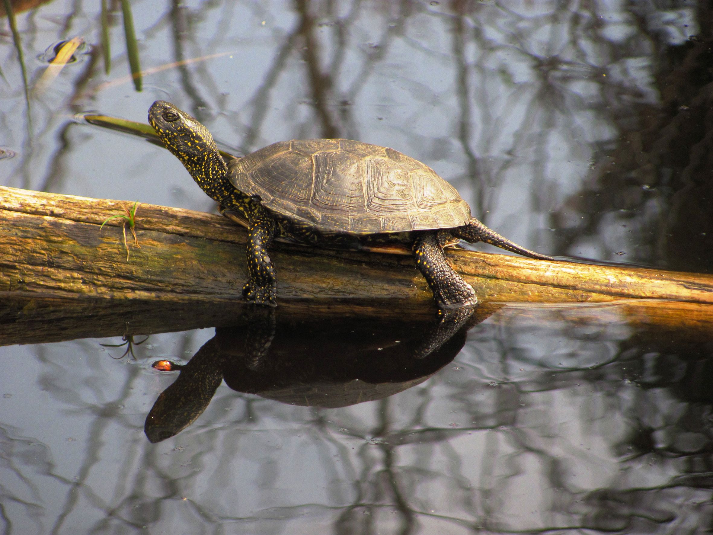 Die Europäische Sumpfschildkröte im Nationalpark                      