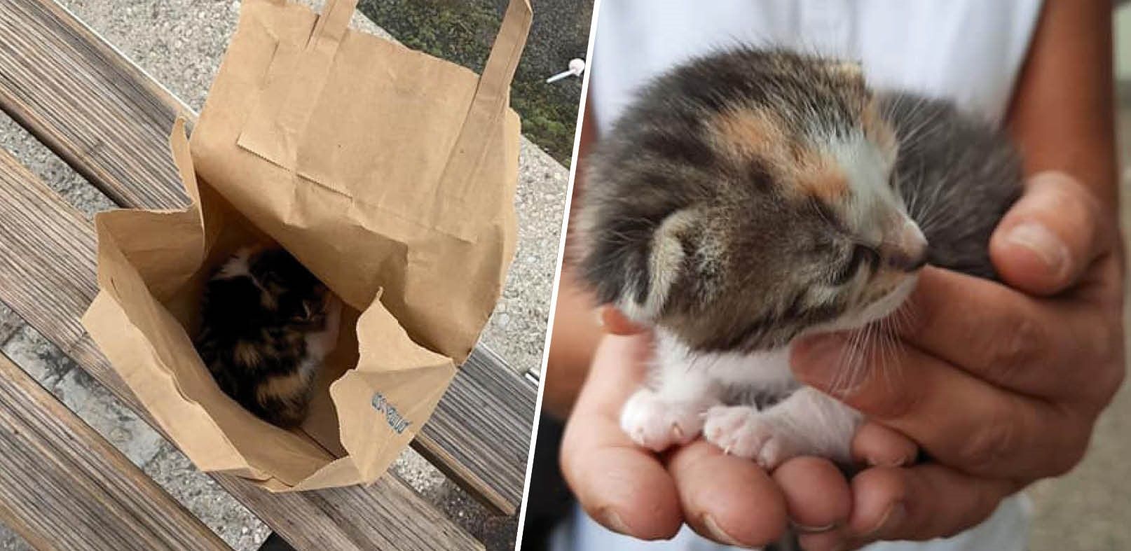 Das kleine Kätzchen wurde bei einer Bushaltestelle ausgesetzt.