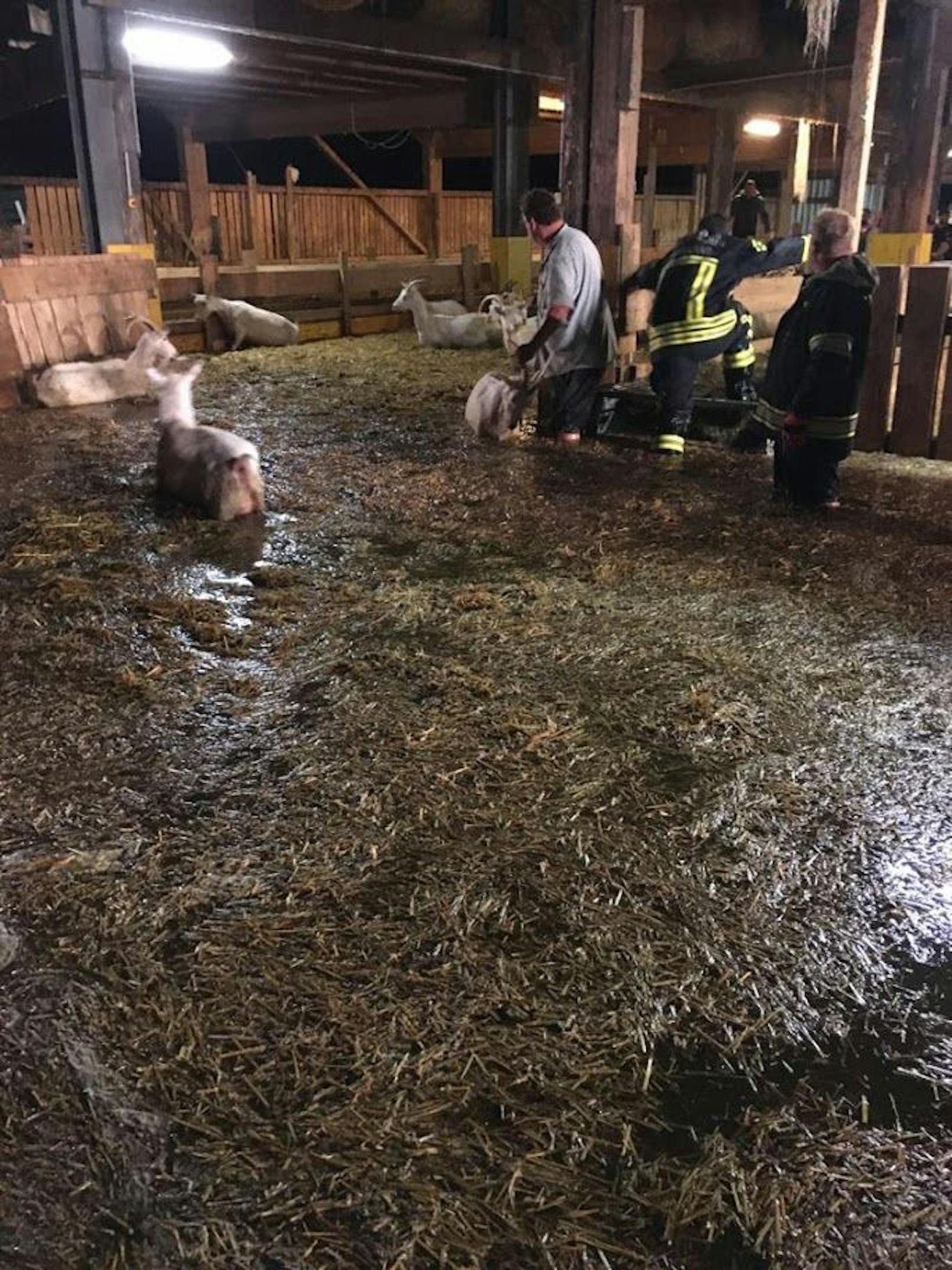 Die Florianis retteten die Ziegen aus dem überschwemmten Stall.