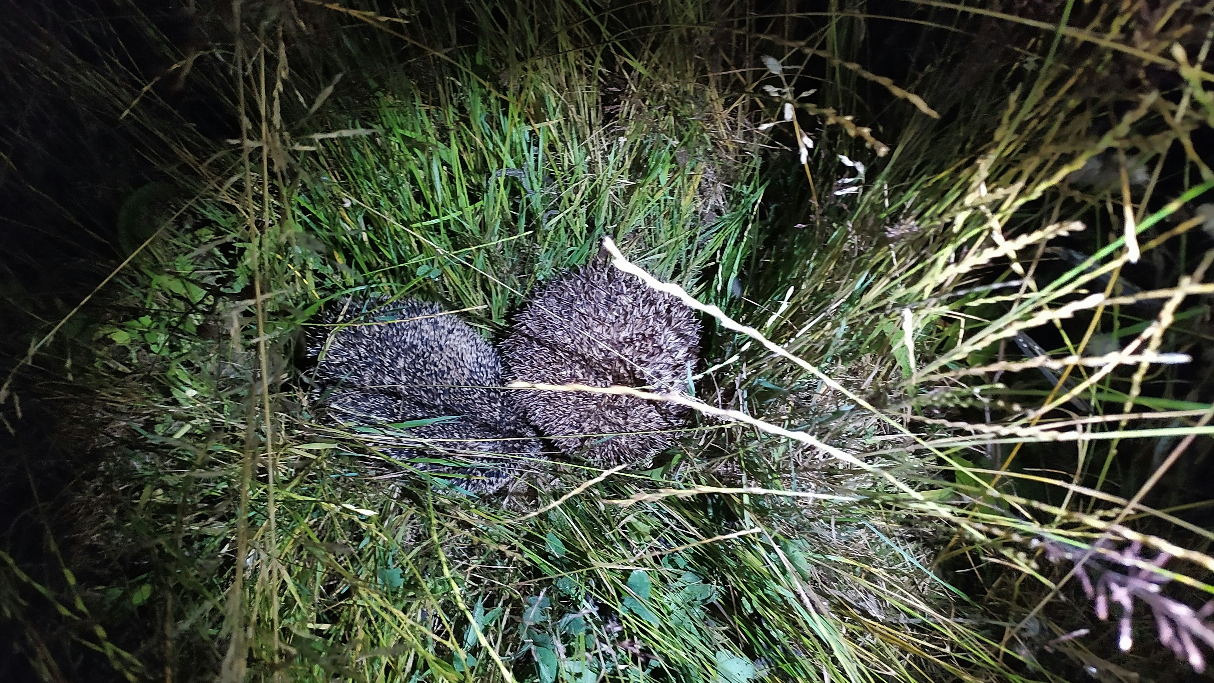 Die Igel wurden beim Liebesspiel erwischt.