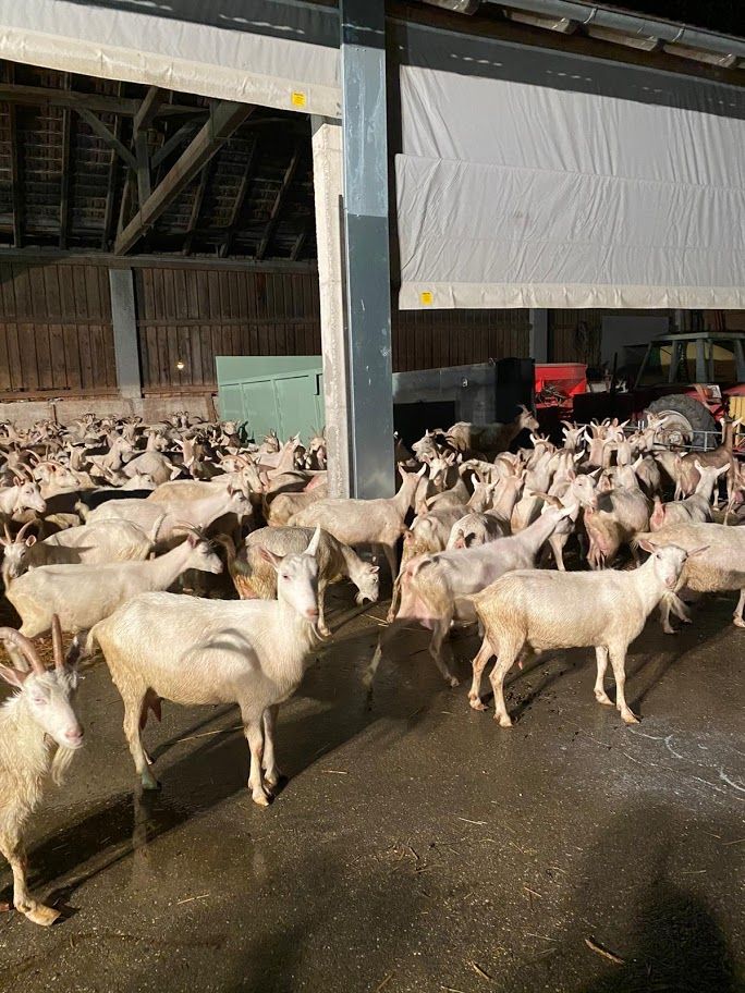 Die Ziegen wurden ins Trockene gebracht.