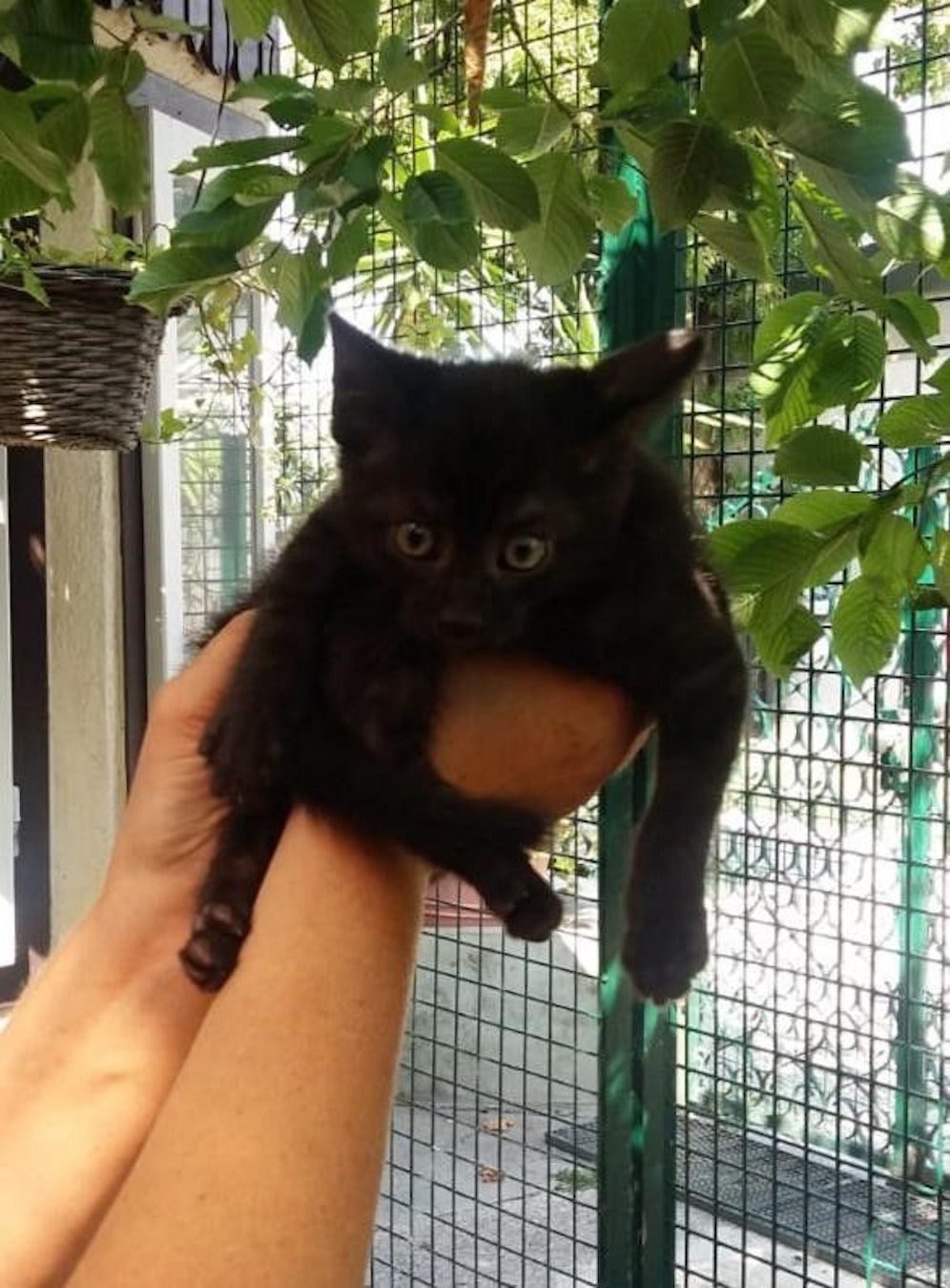 Diese kleine Katze wurde mehrmals in die Luft geworfen.