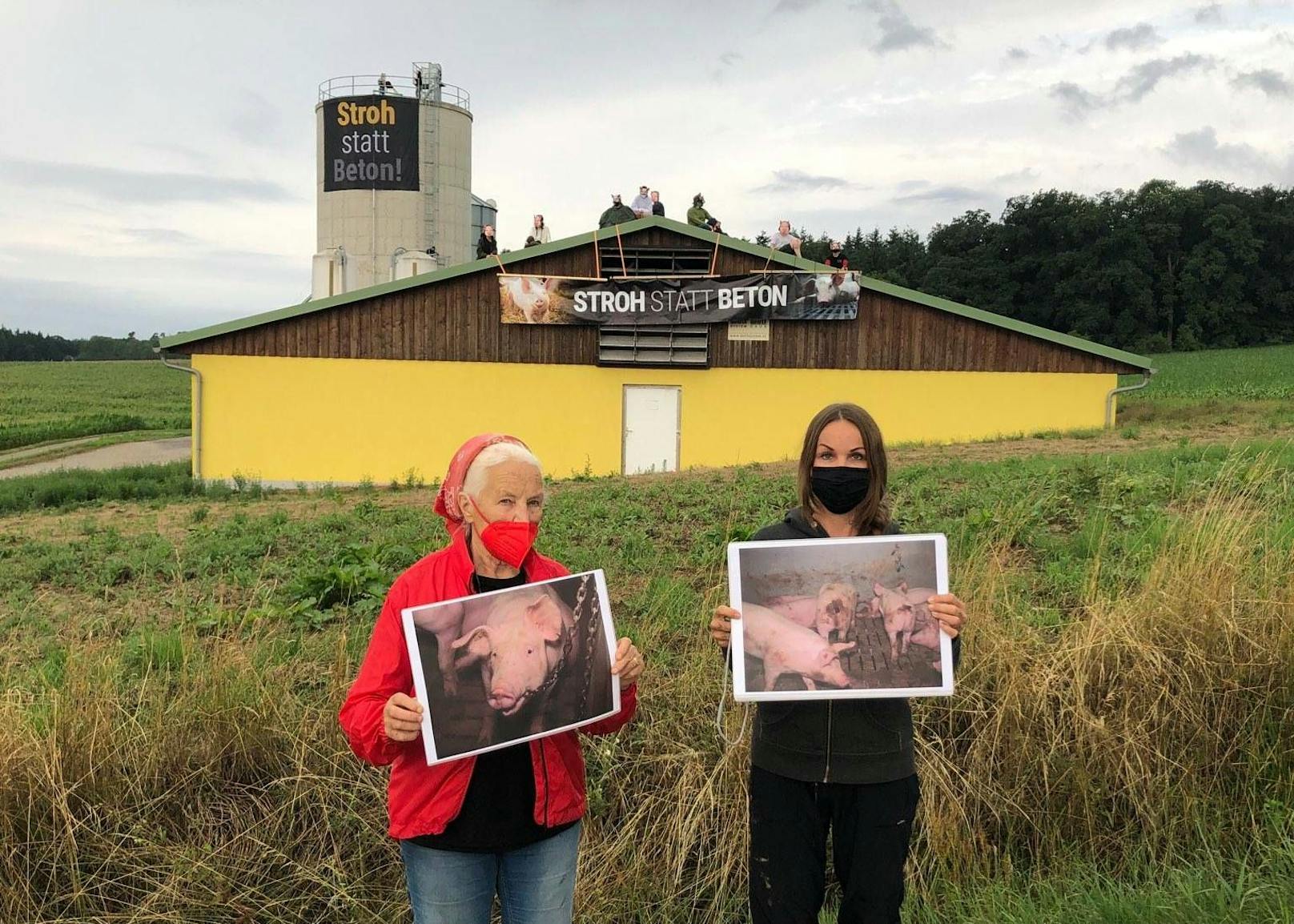 Am 21.07. besetzen Aktivisten des VGT einen Schweinezuchtbetrieb in St. Pölten. 