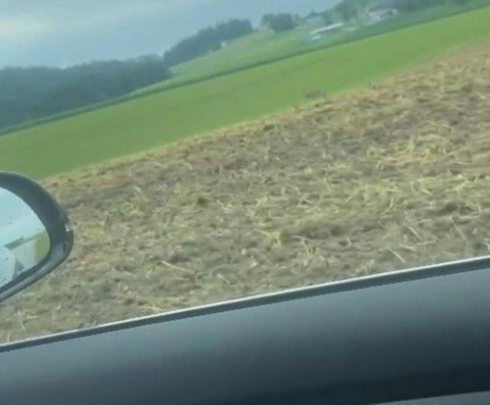 Der Mühlviertler Michael Pühringer zückte gleich das Handy und filmte das Raubtier.