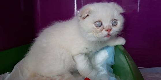 Kater Snowball kommt zu einer Familie.
