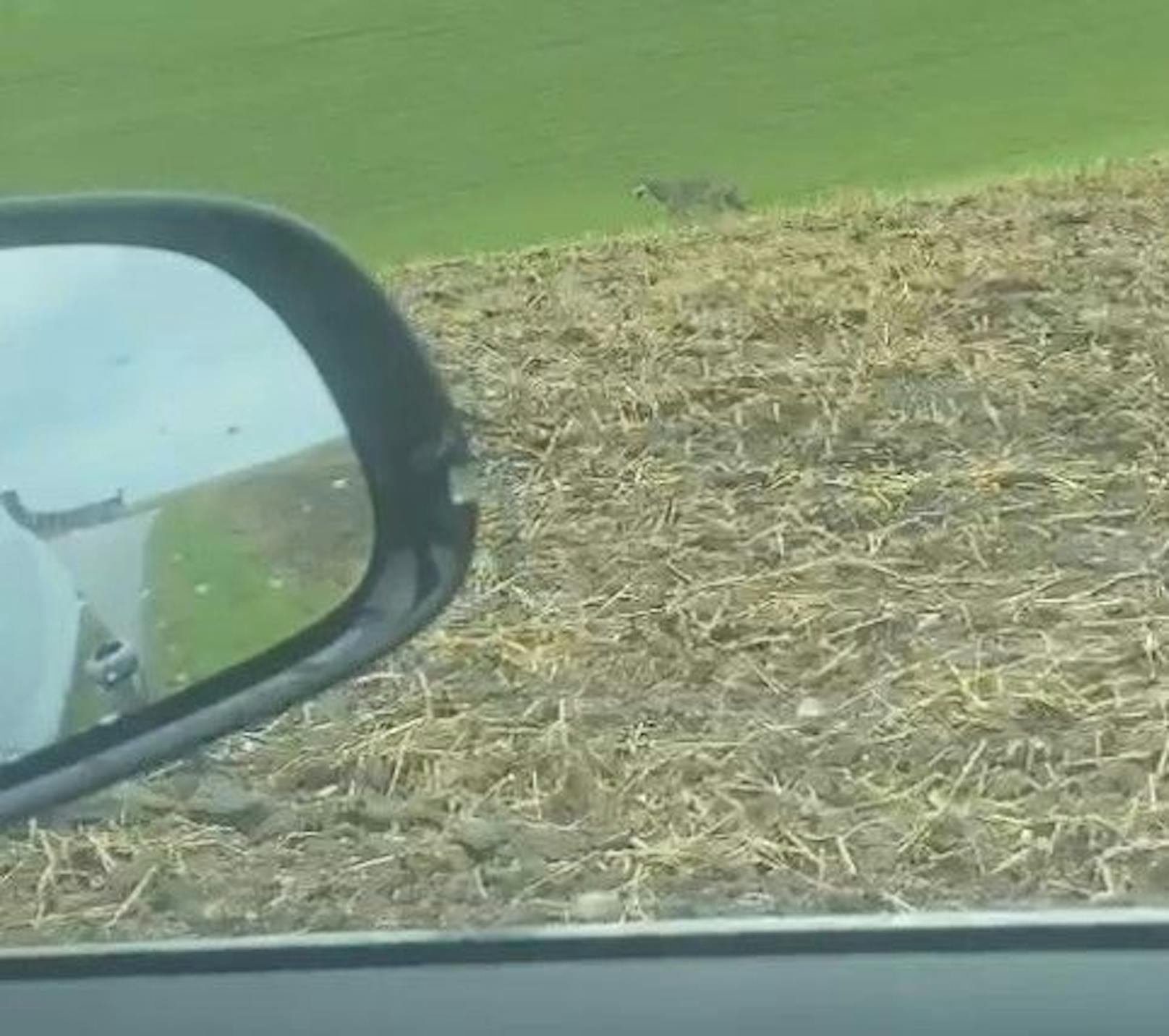 Der Wolf trabte gemütlich auf dem Feld neben dem Auto her.