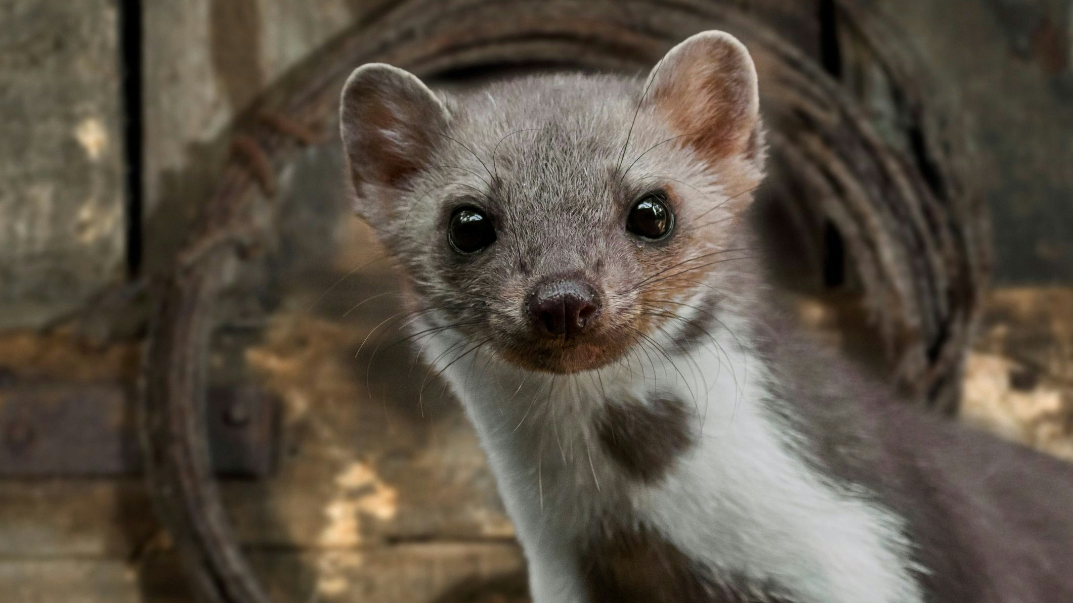 Ein Leser schickte uns lustige Videos über das nachtaktive Tier. 