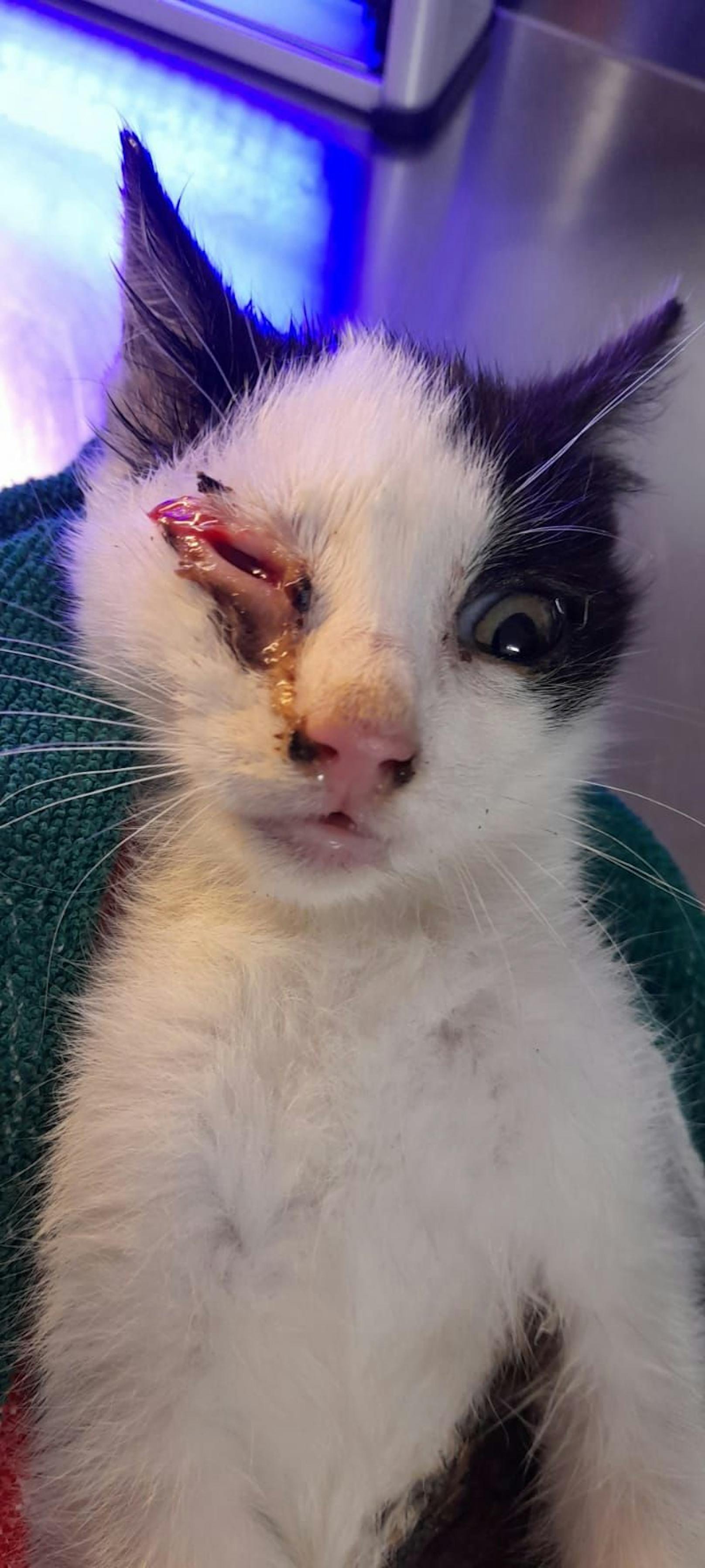 Durch einen schweren, unbehandelten Katzenschnupfen war das Auge nicht mehr zu retten. 