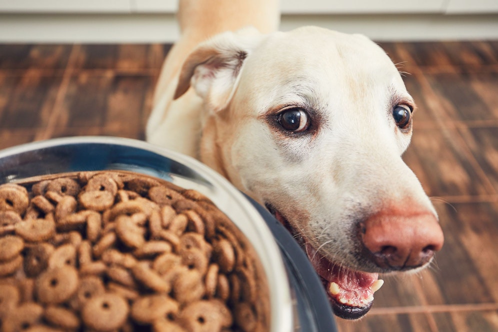 halsband und leine set Nylon Halsband-Leine-Set Velvet Purple ultraleicht