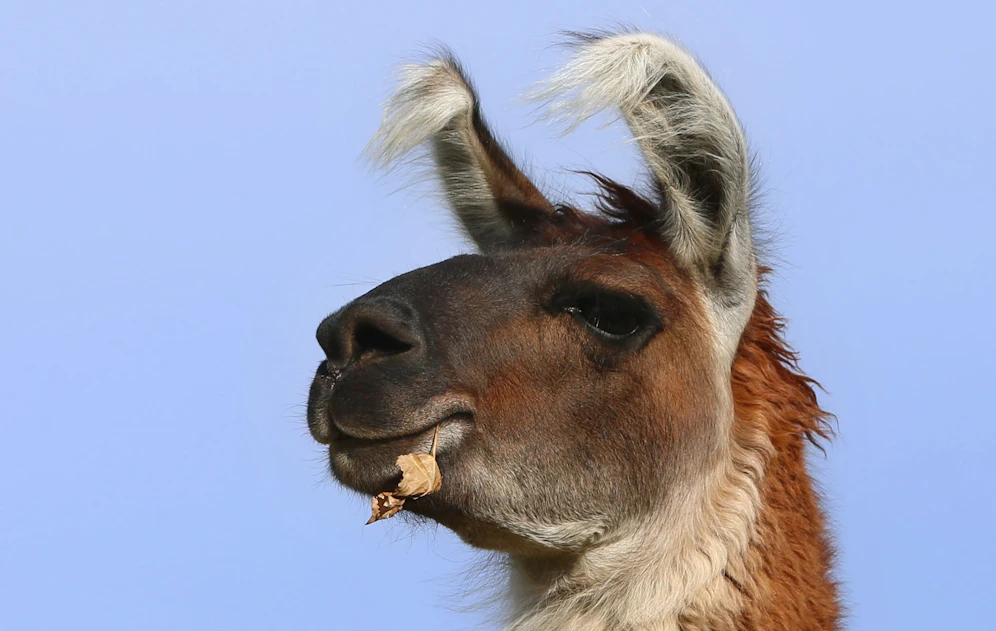In Italien wurde ein Bauer von einem Lama getötet.