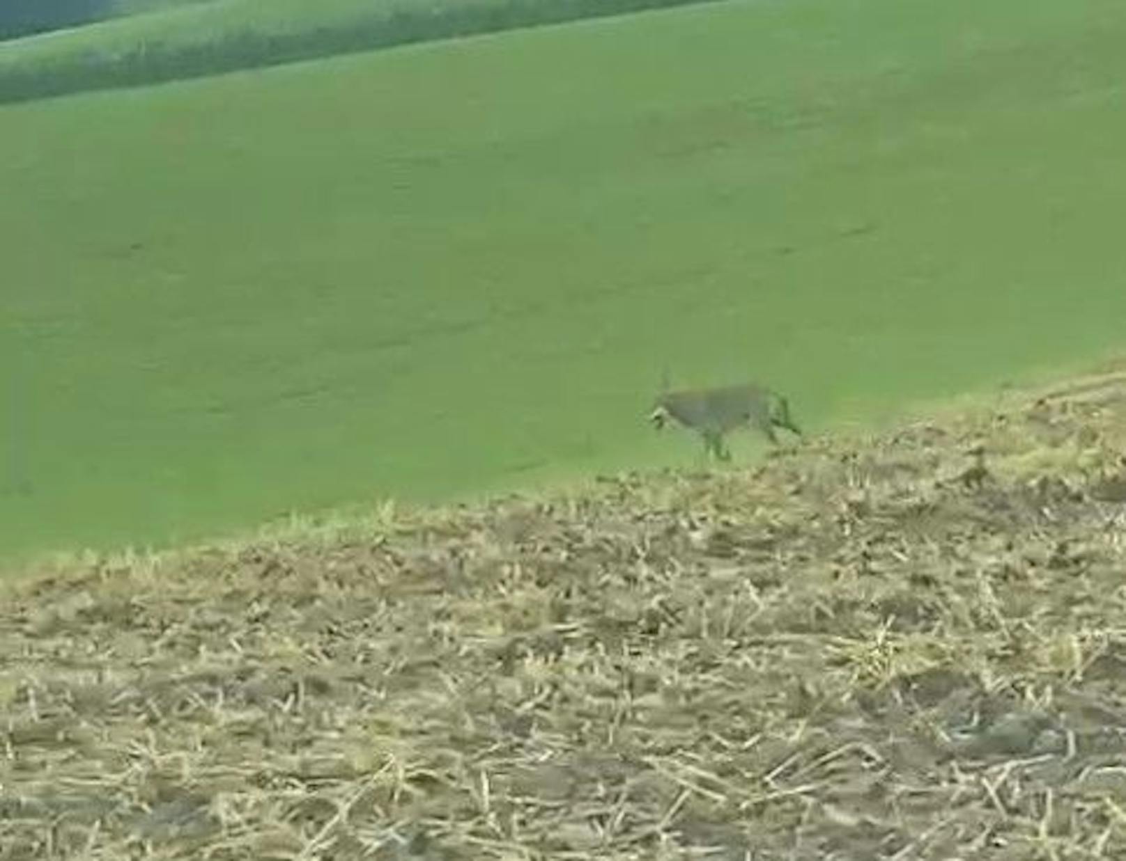 Während der Fahrt sprang dem Mühlviertler plötzlich ein Wolf auf die Straße.