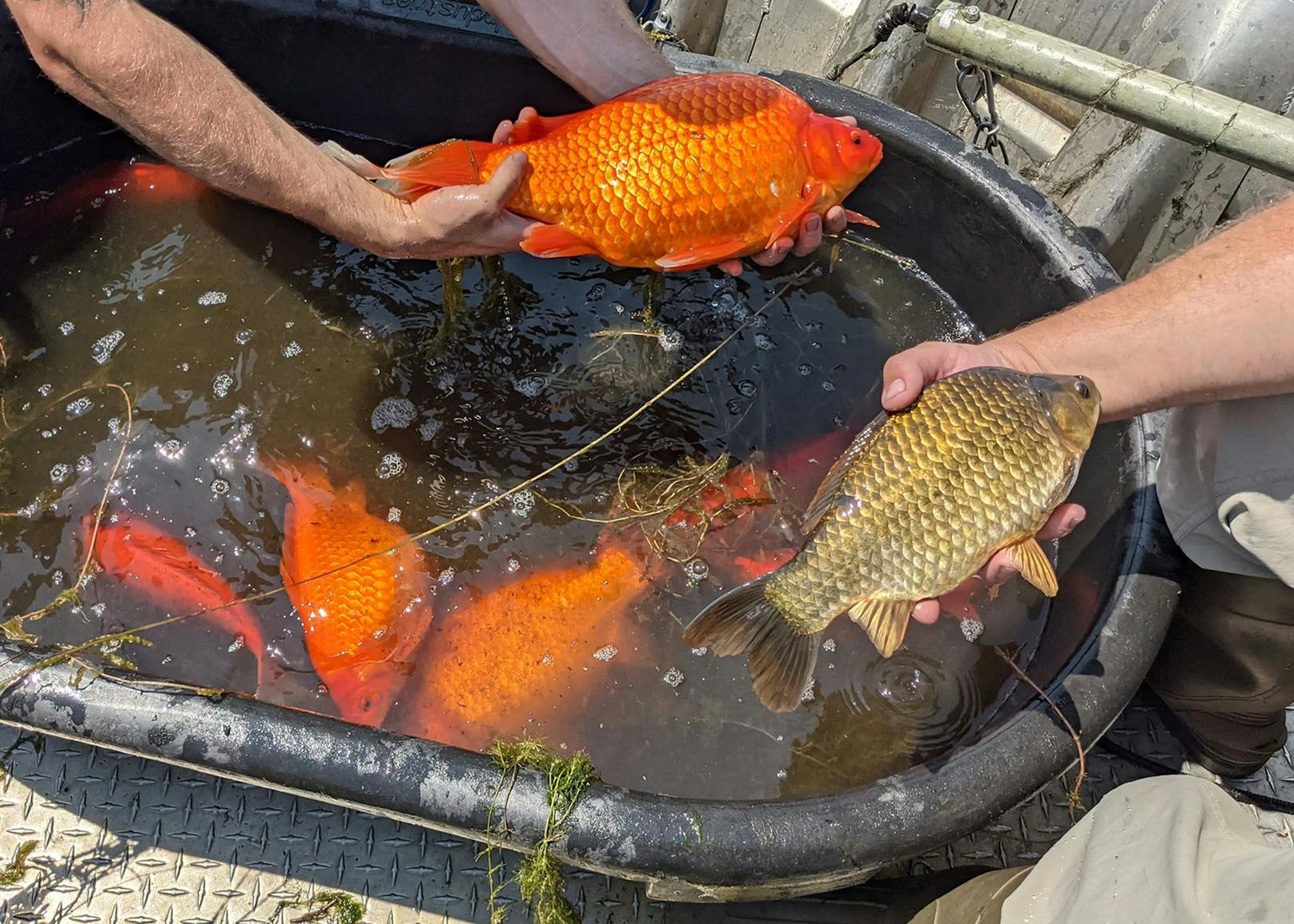 Die gebietsfremden Goldfische verdrängen die heimischen Tier- und Pflanzenarten.&nbsp;