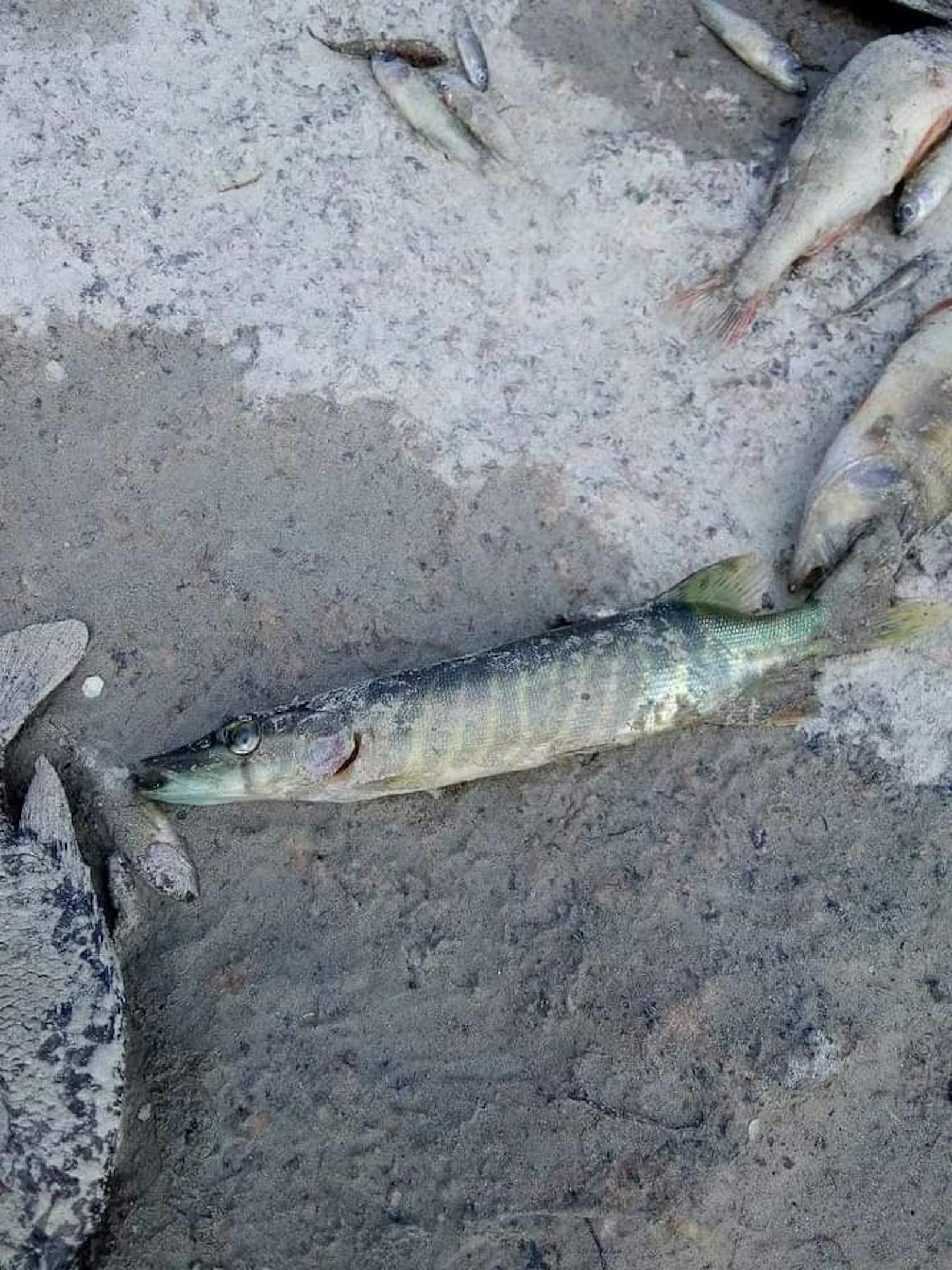 Die Fische starben durch die schlechte Wasserqualität.