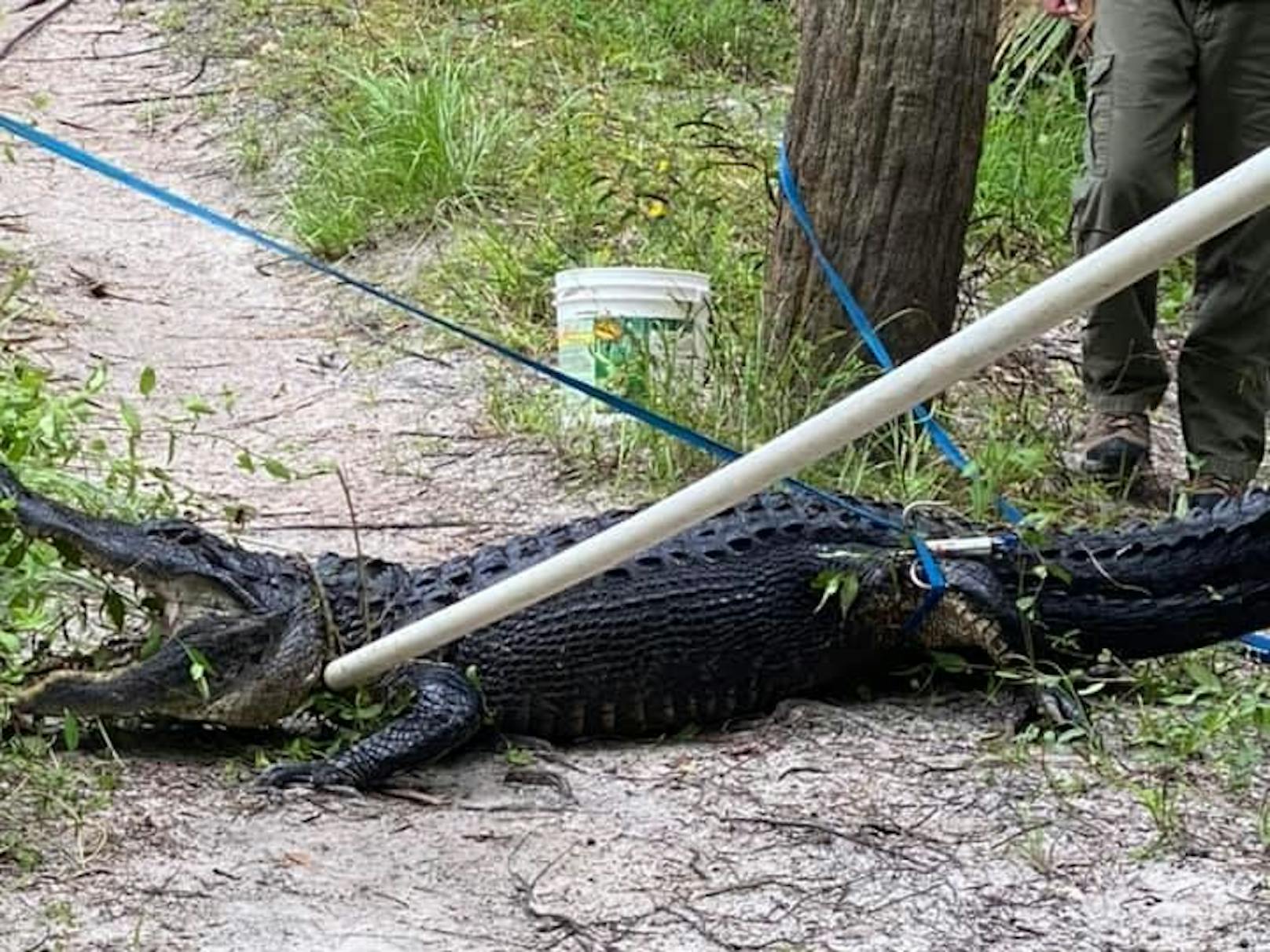 Dabei fiel er einem Alligator direkt vor die Zähne – und dieser schnappte sofort zu!