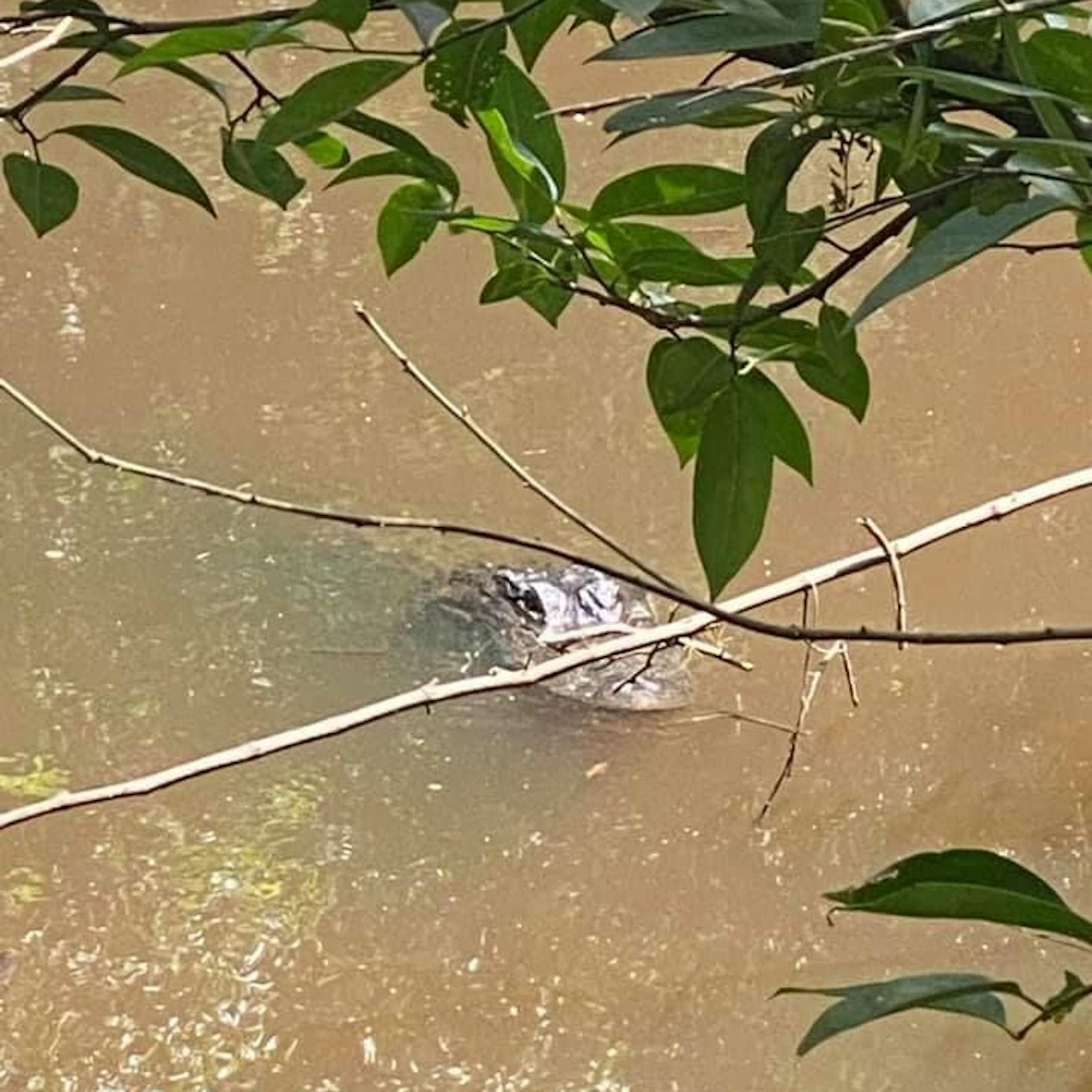 Das bissige Alligator-Weibchen wurde gefangen und an anderer Stelle wieder in die freie Wildbahn entlassen.