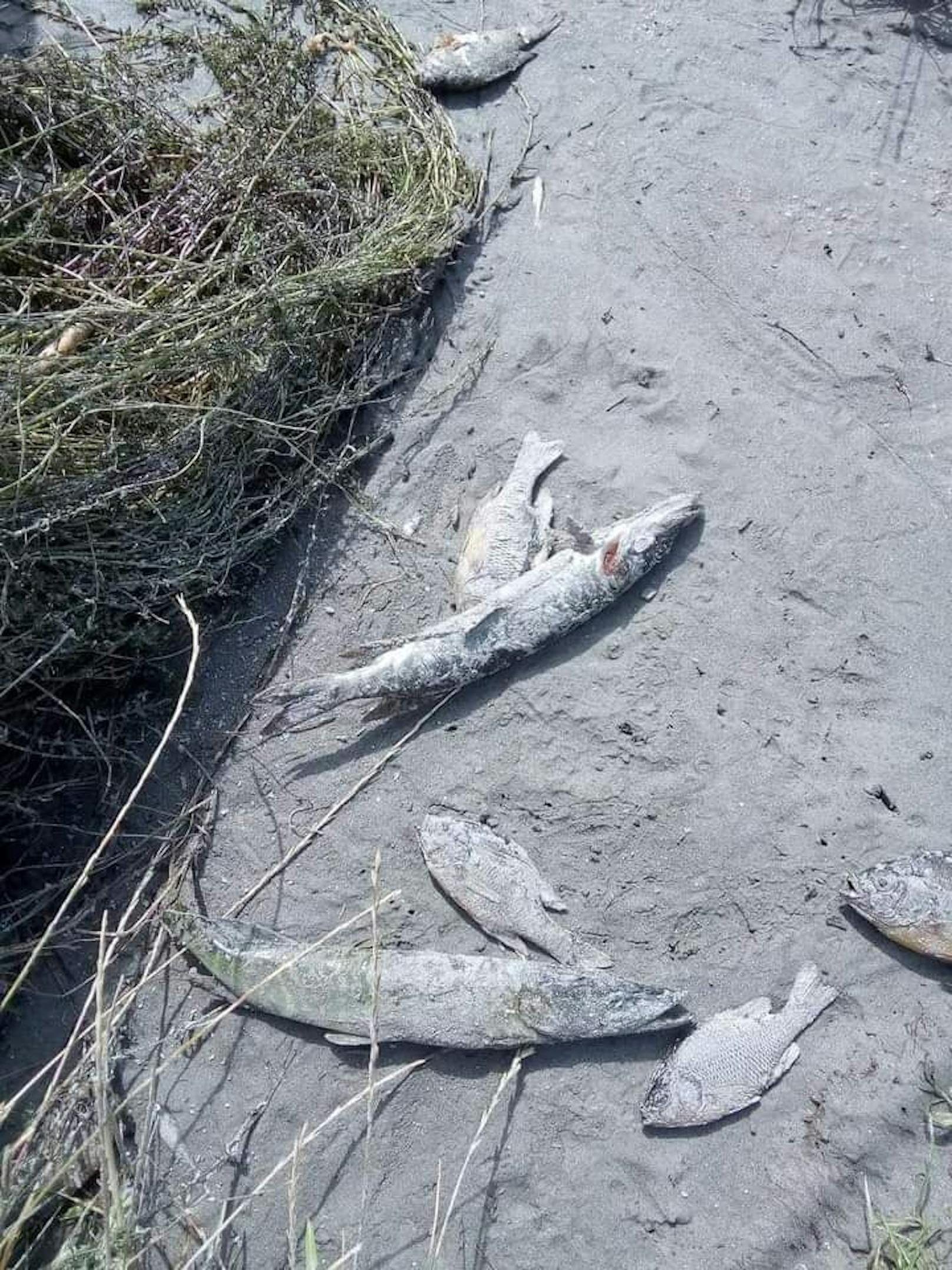 Die Fische starben durch die schlechte Wasserqualität.