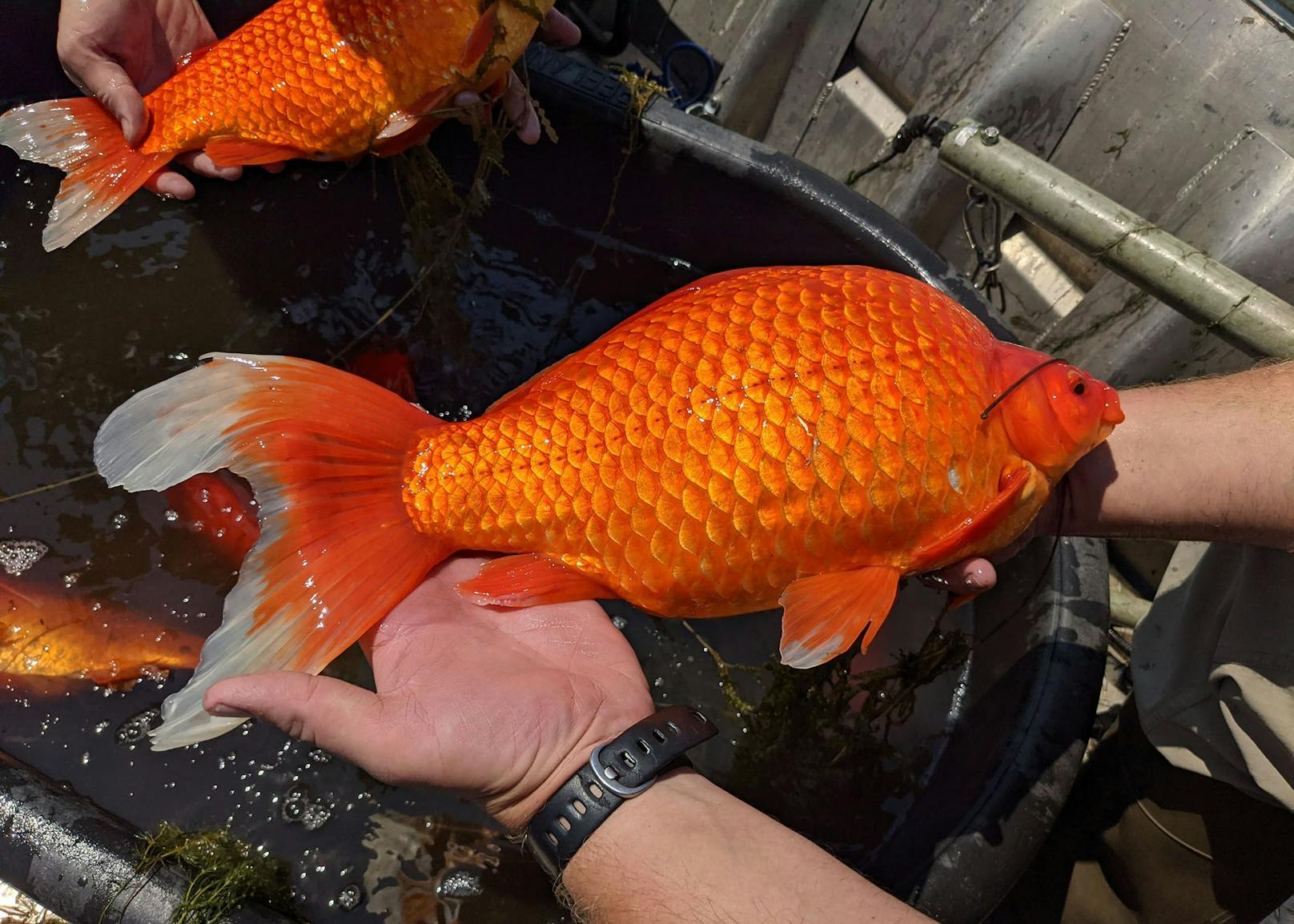 Jüngste Meldungen aus dem US-Bundesstaat Minnesota zeigt, dass Goldfische sehr schnell ein Vielfaches an Gewicht und Größe zulegen können.&nbsp;
