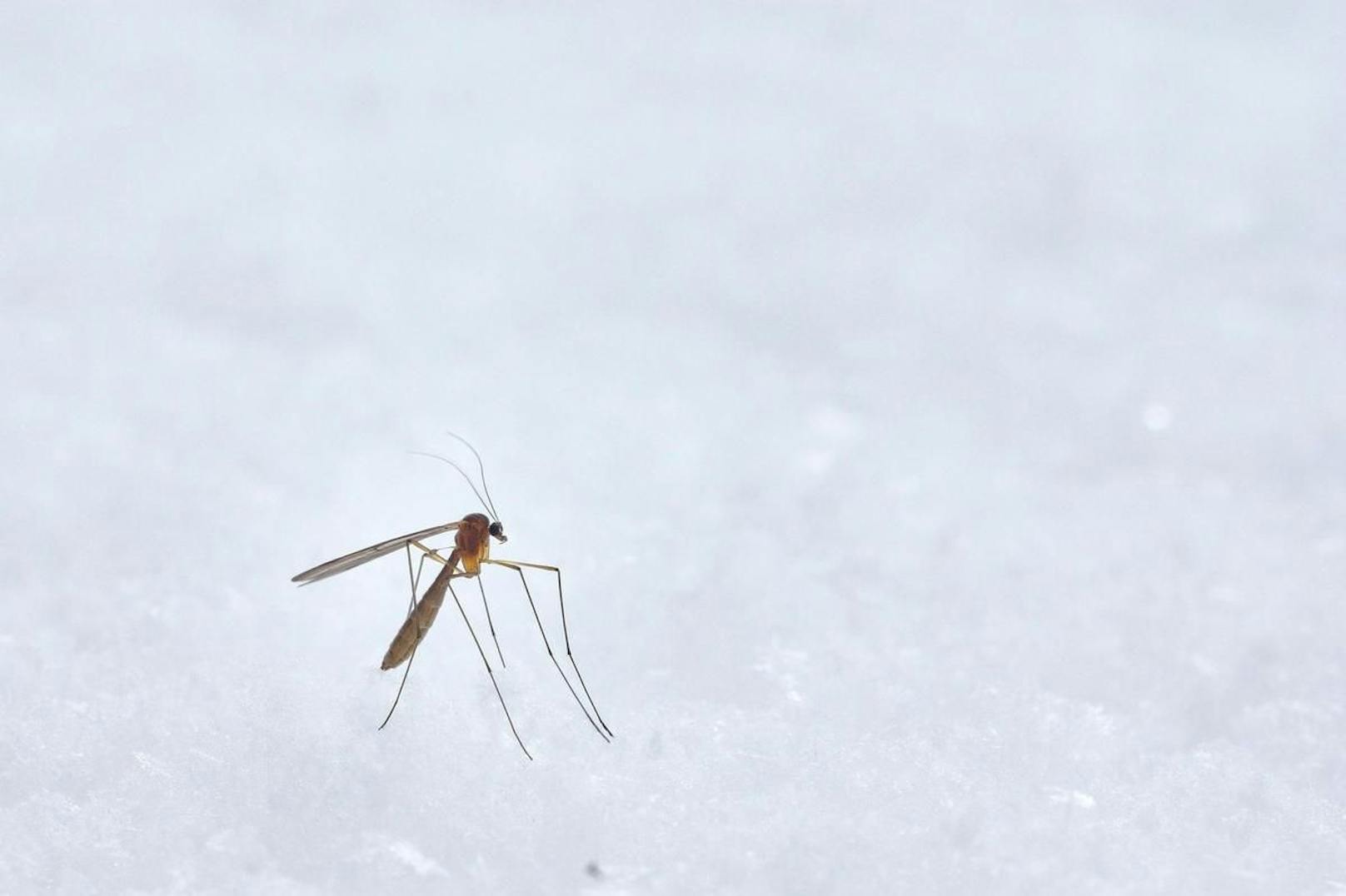 In diesem Jahr erwarten die Behörden eine besonders mückenreiche Saison – und haben entsprechende Vorkehrungen eingeleitet.