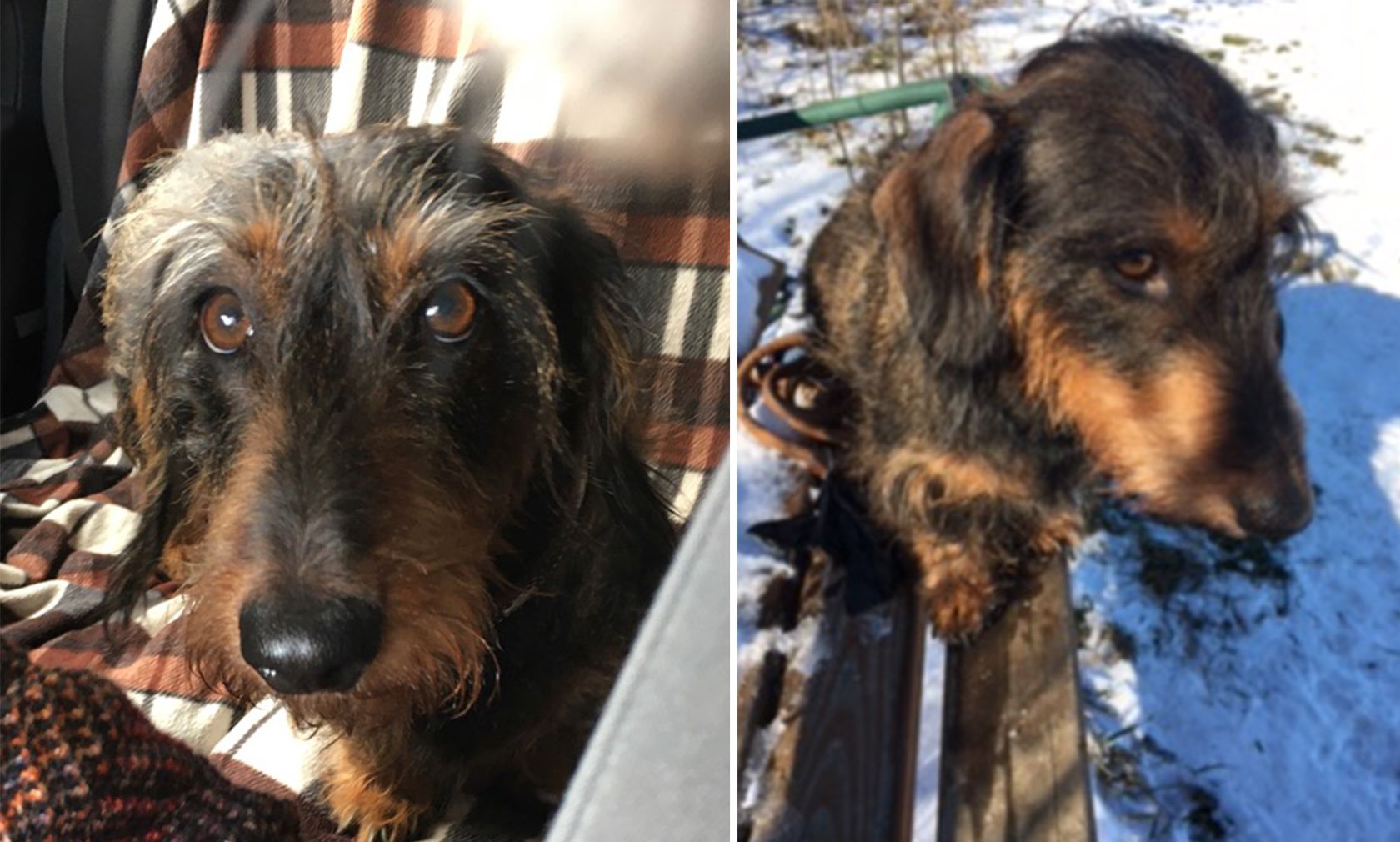 Seit letzten Donnerstag ist Rauhhaardackel "Motte" aus Wien, Döbling verschwunden. 