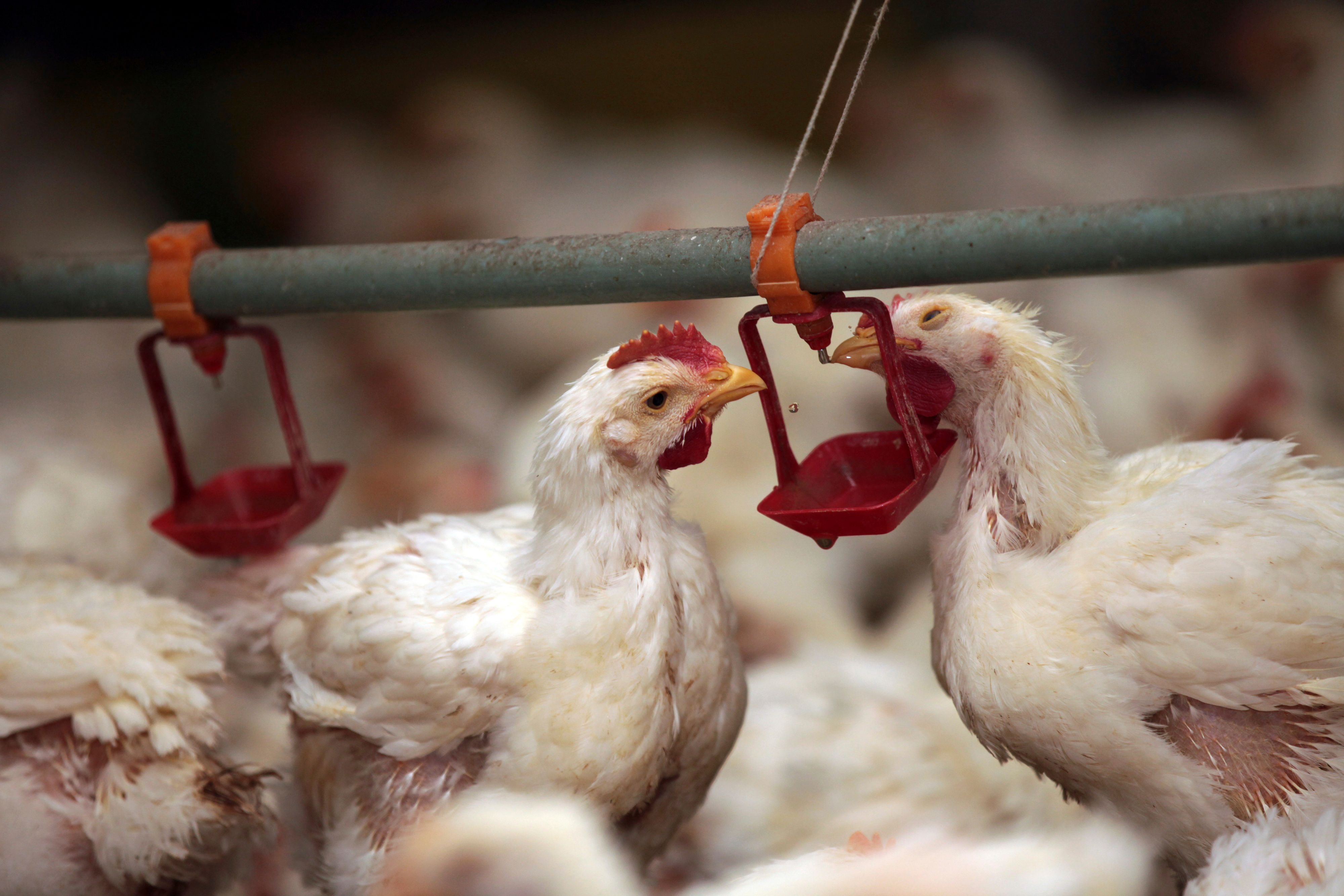 VKI-Test: Hühnerfleisch häufig mit Keimen belastet