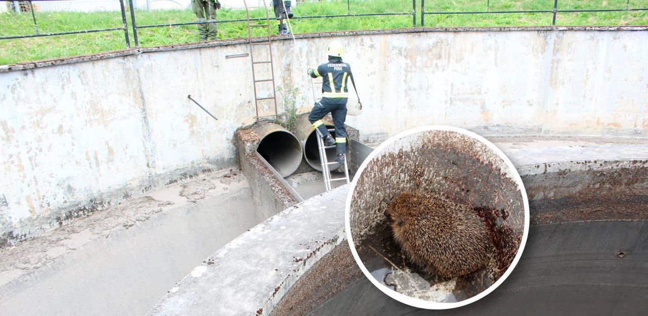 Heute.at - Feuerwehr befreit Igelpärchen aus Kläranlage