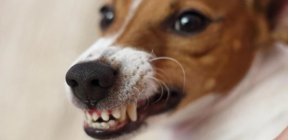 (Symbolfoto): Ein junger Steirer wurde am Freitag gegen 18 Uhr bei einer Hundeattacke schwer verletzt.