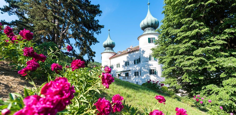 Im Schloss Artstetten blühen schon die Pfingstrosen. Es steht Besuchern ab 16. Mai offen.