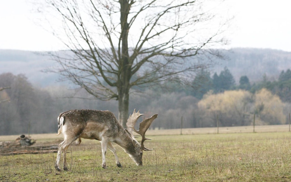 Auch die Hirsche im Lainzer Tiergarten brauchen im Winter Ruhe, ab 4. November ist der Zugang daher nur im Hermespark möglich.