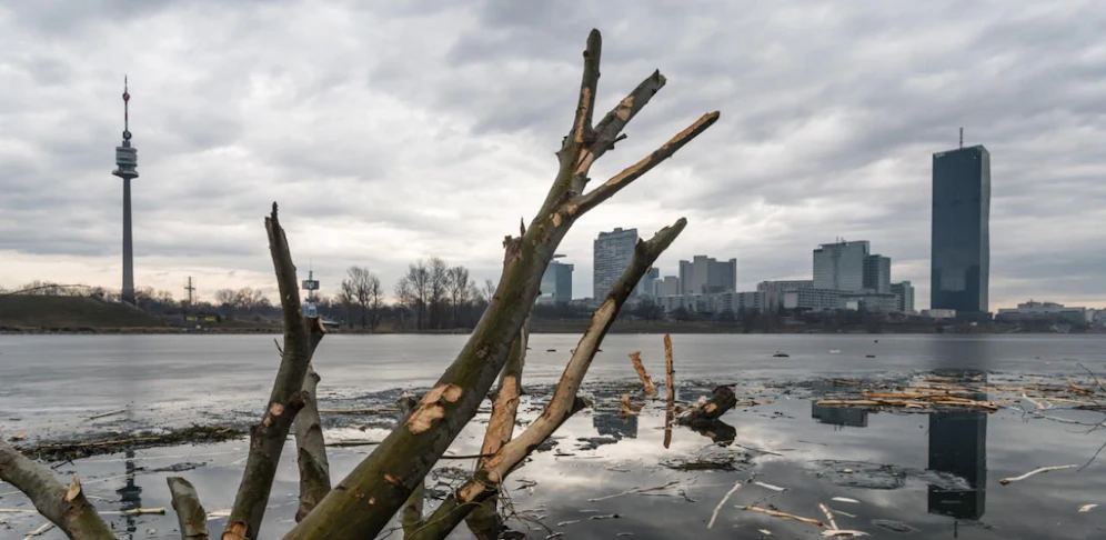 Von Bibern angenagtes Holz an der vereisten Neuen Donau in Wien.