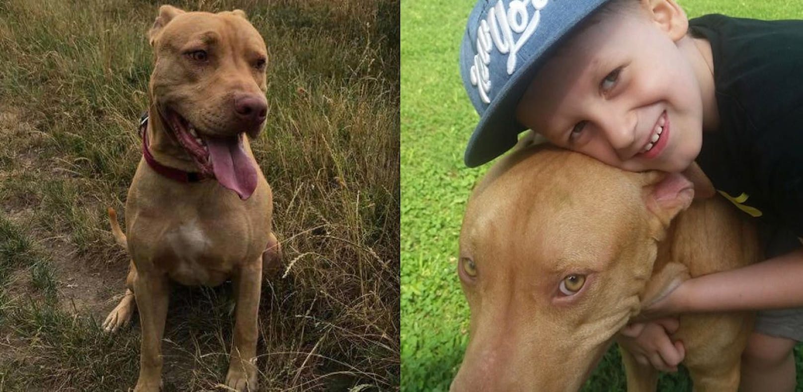 Jäger erschoss Familienhund "Tyson"