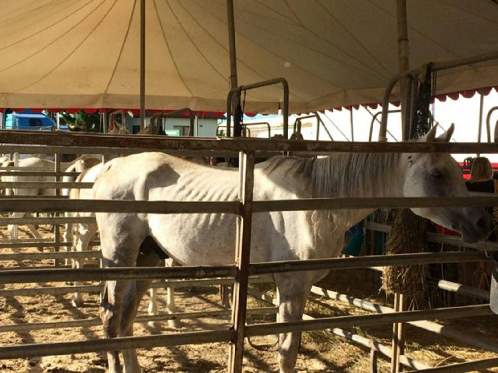 Ausgehungerte Pferde im Circus Safari in Kroneuburg.