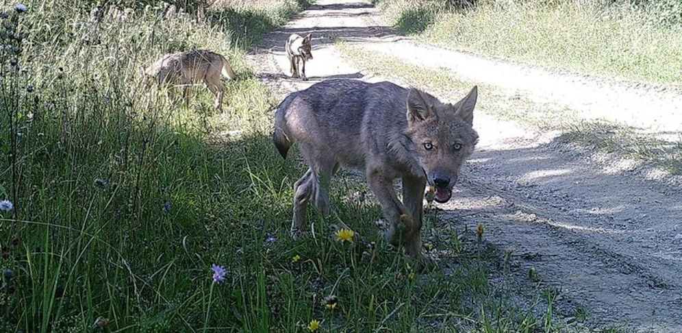 Die Tiere sind in freier Wildbahn kaum überlebensfähig.