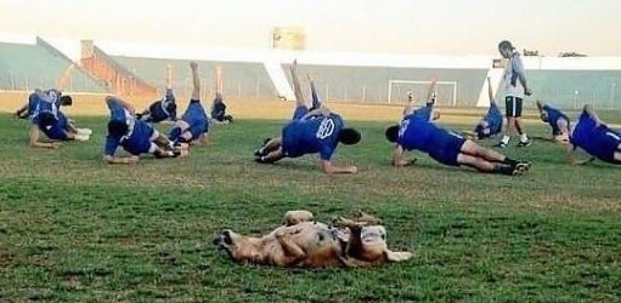 Heute.at - Streunerhündin wird Co-Trainer bei Paraguay-Klub