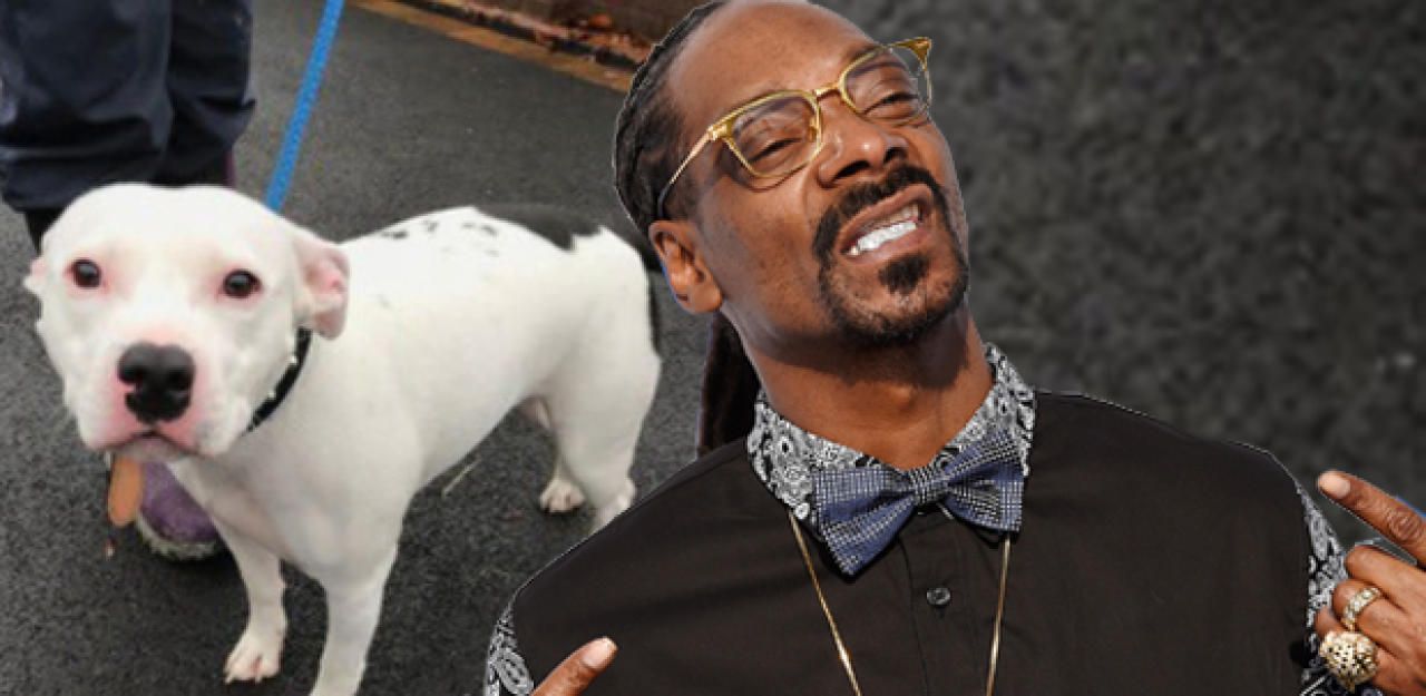 Heute.at - Snoop Dogg will verlassenen 'Snoop' retten