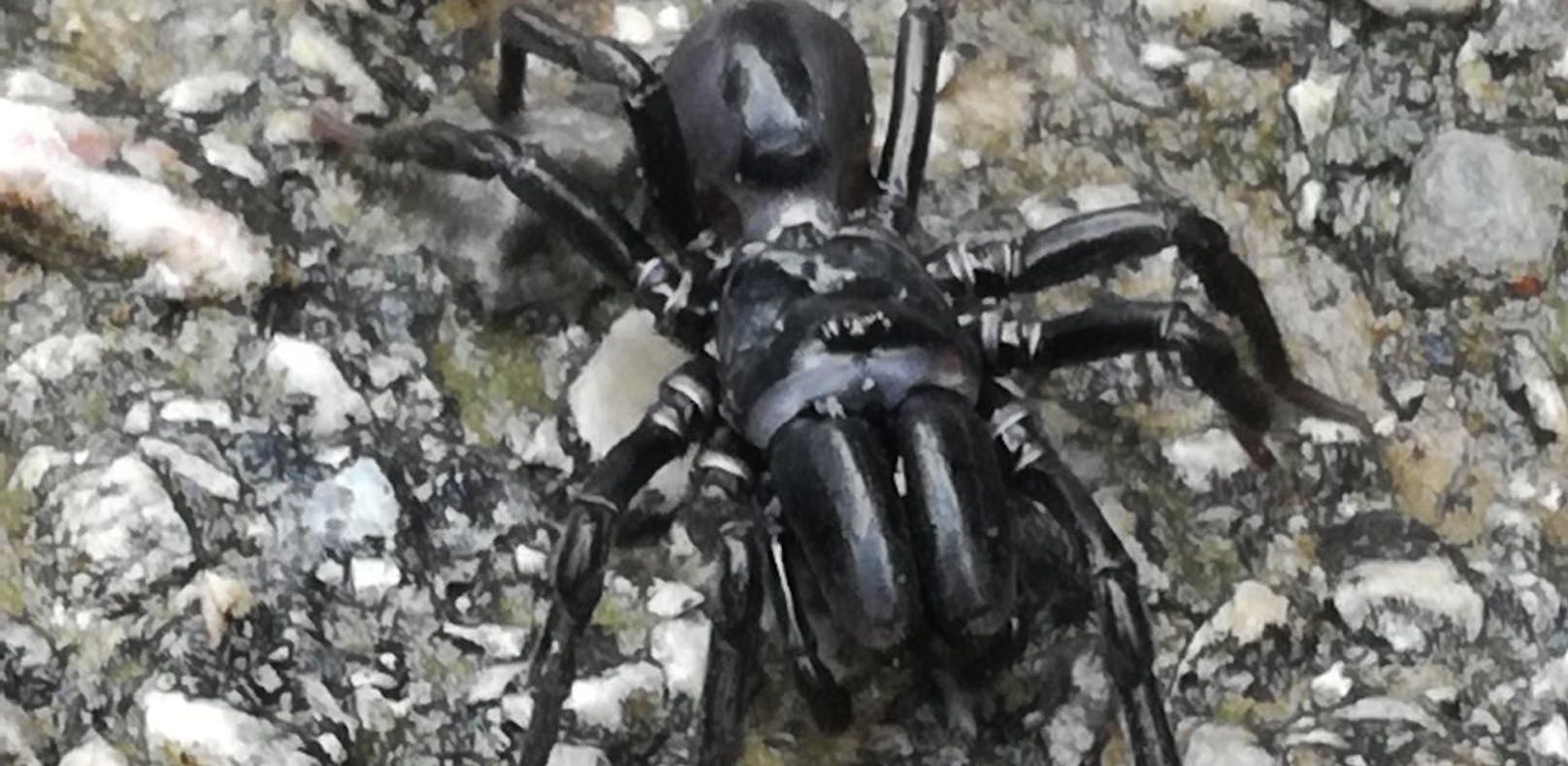 Nächste Gift-Spinne im Freien entdeckt