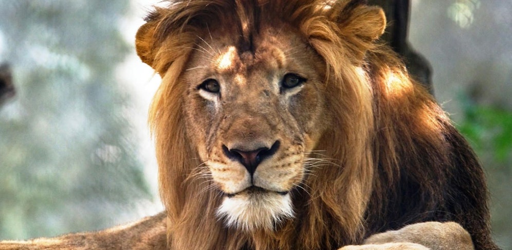 Löwe Nyack wurde von seiner Frau getötet