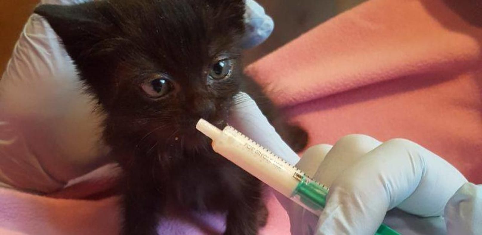 Baby-Kätzchen in letzter Sekunde vor Tod gerettet
