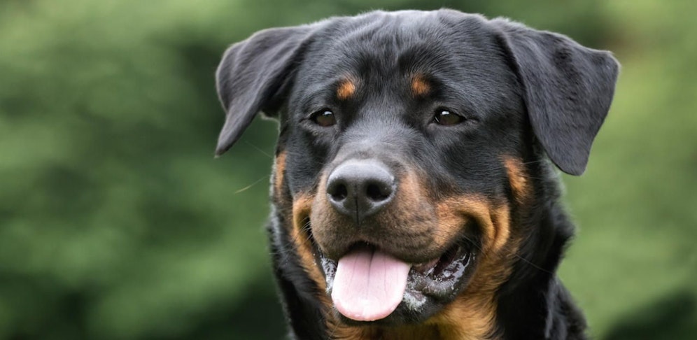 Rottweiler. 