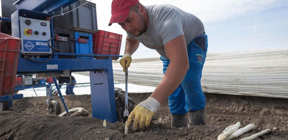 Spargelernte im Marchfeld.
