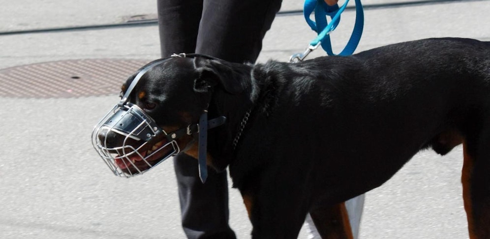 Noch dieses Jahr soll die Maulkorbpflicht in Kraft treten.