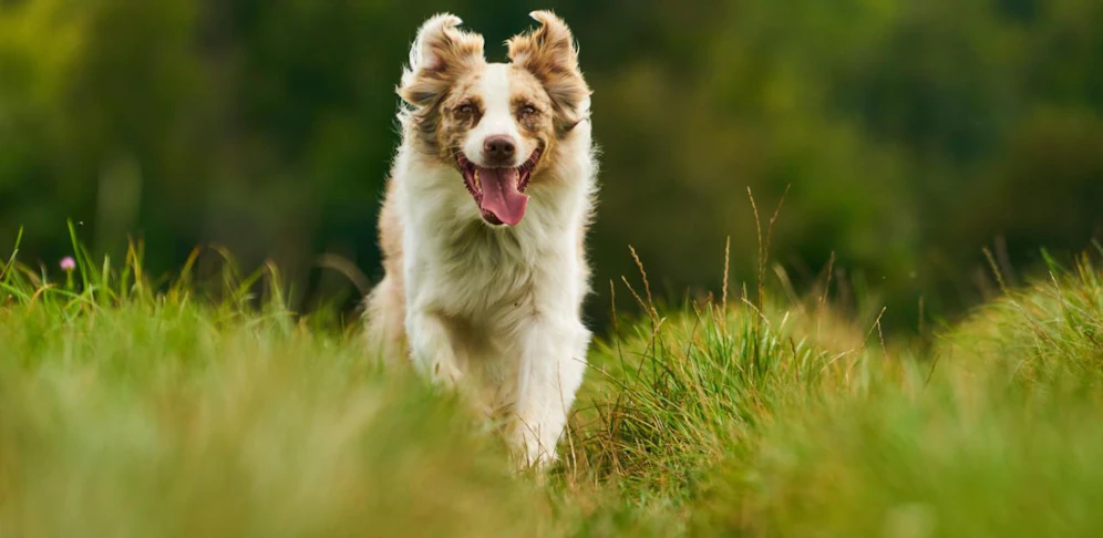 Achtung an Hundebesitzer: Die Gemeinde Sieghartskirchen warnt vor ausgelegten Giftködern.